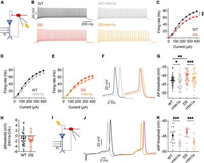 Functional Investigation of a Neuronal Microcircuit in the CA1 Area of the Hippocampus Reveals Synaptic Dysfunction in Dravet Syndrome Mice